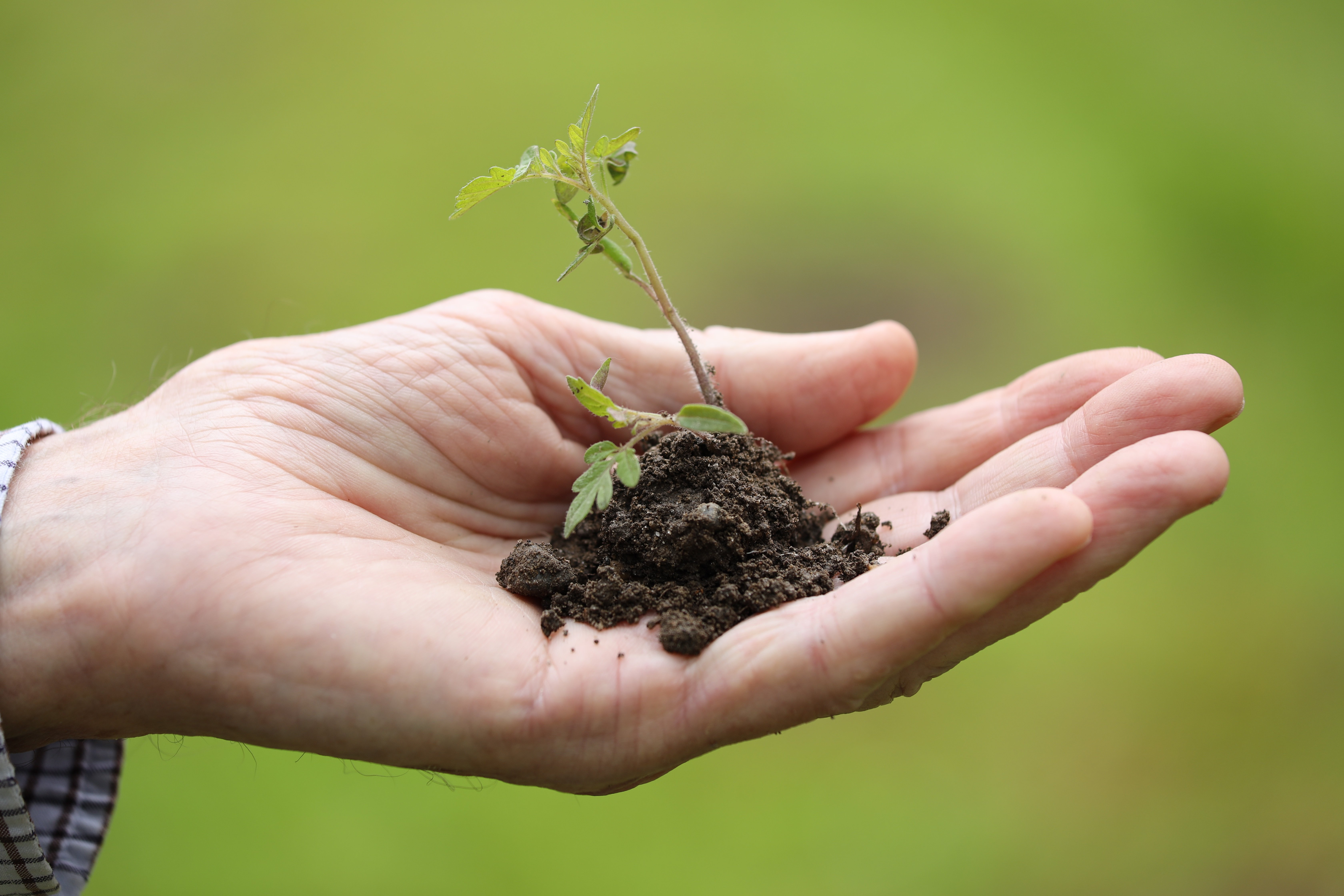 A hand holding a plant